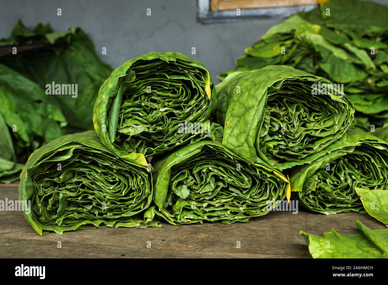 Asciugare il tabacco da fiuto a prodotti del tabacco non da fumo fatta da  terra di foglie di tabacco Foto stock - Alamy