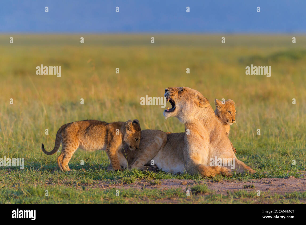 African lion, Panthera Leo, lioness with two cub, Masai Mara National ...