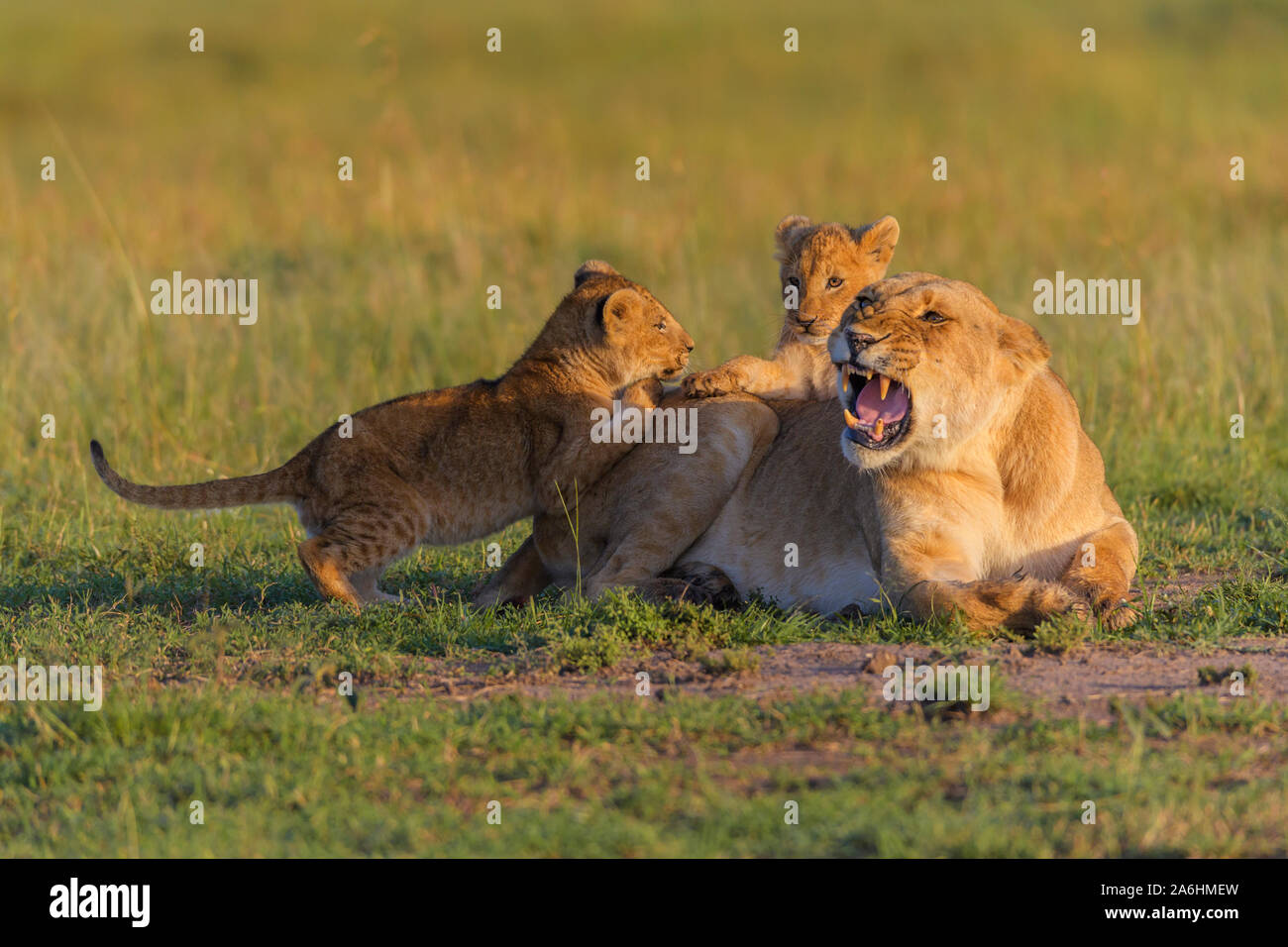 African lion, Panthera Leo, lioness with two cub, Masai Mara National ...