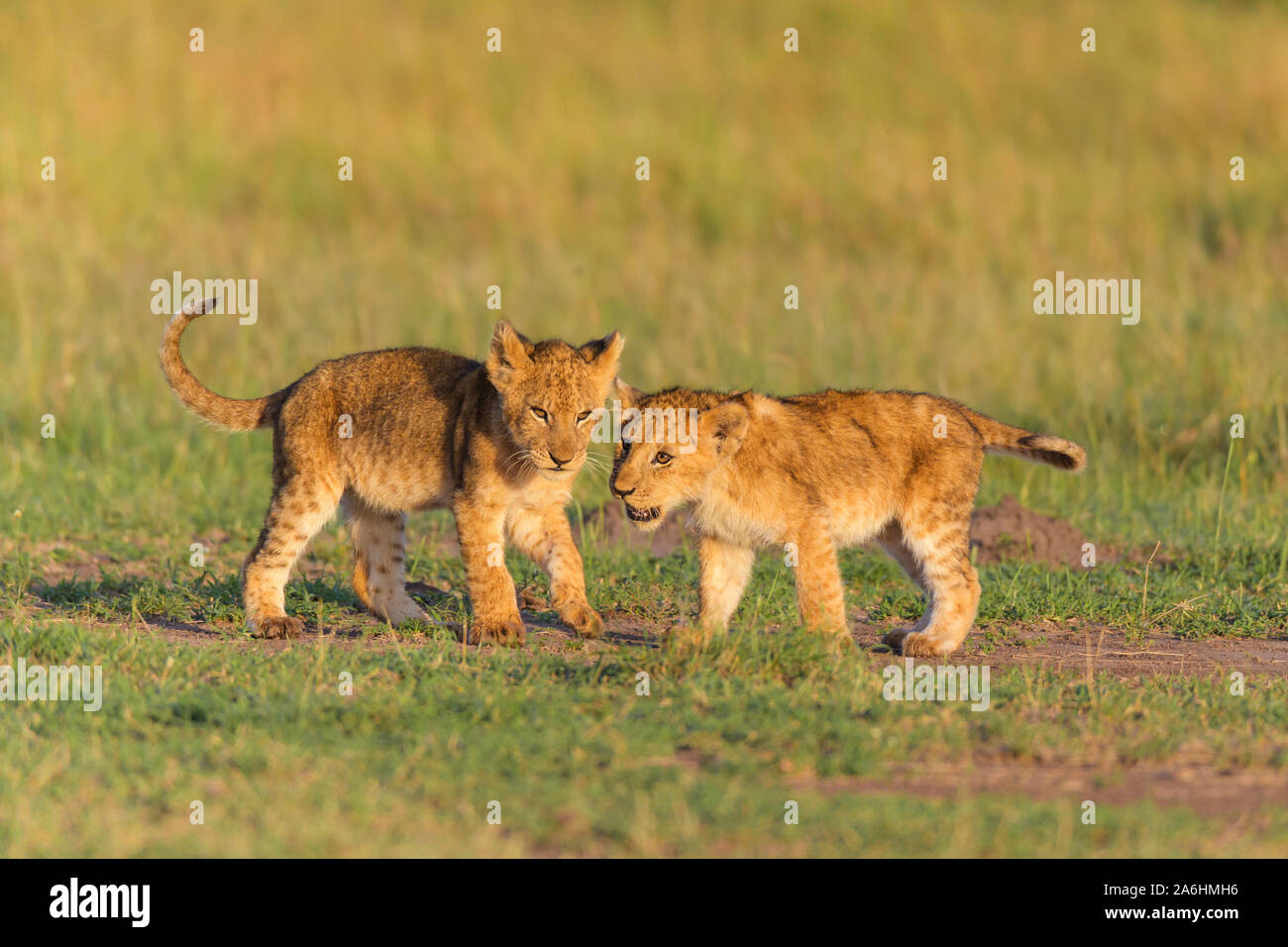African lion, Panthera Leo, two cub, Masai Mara National Reserve, Kenya ...