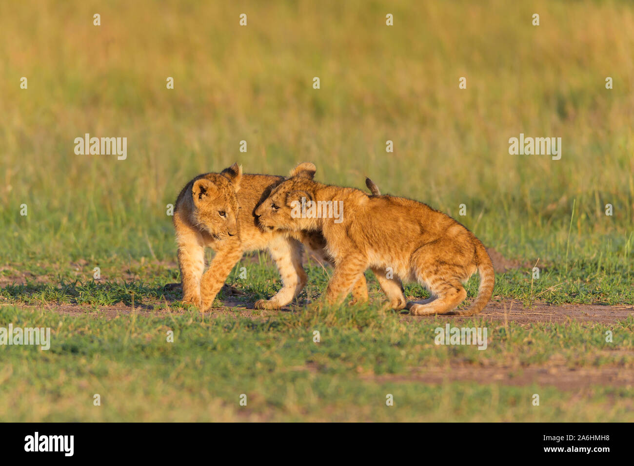 African lion, Panthera Leo, two cub, Masai Mara National Reserve, Kenya ...