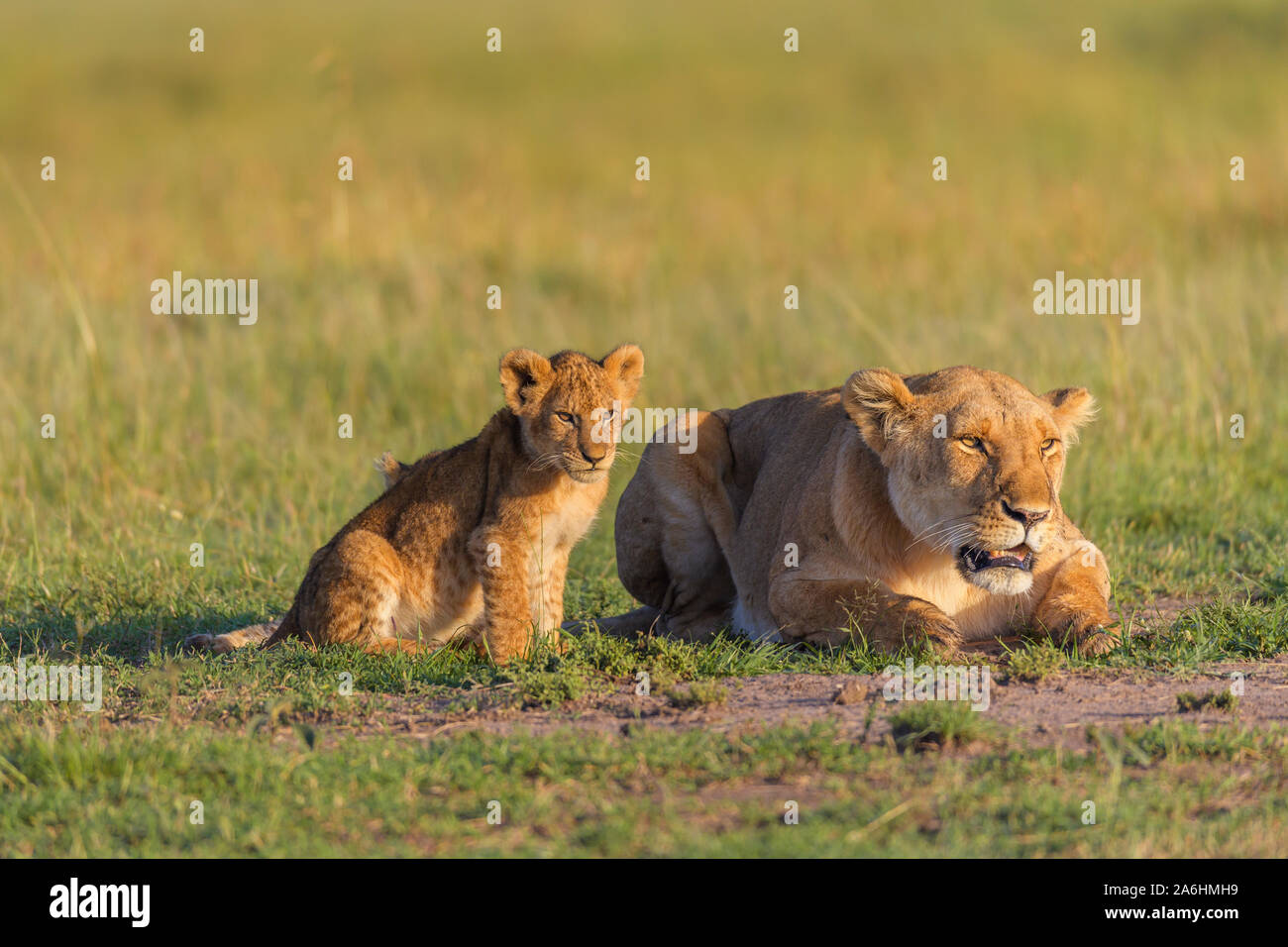 African lion, Panthera Leo, lioness with cub, Masai Mara National ...