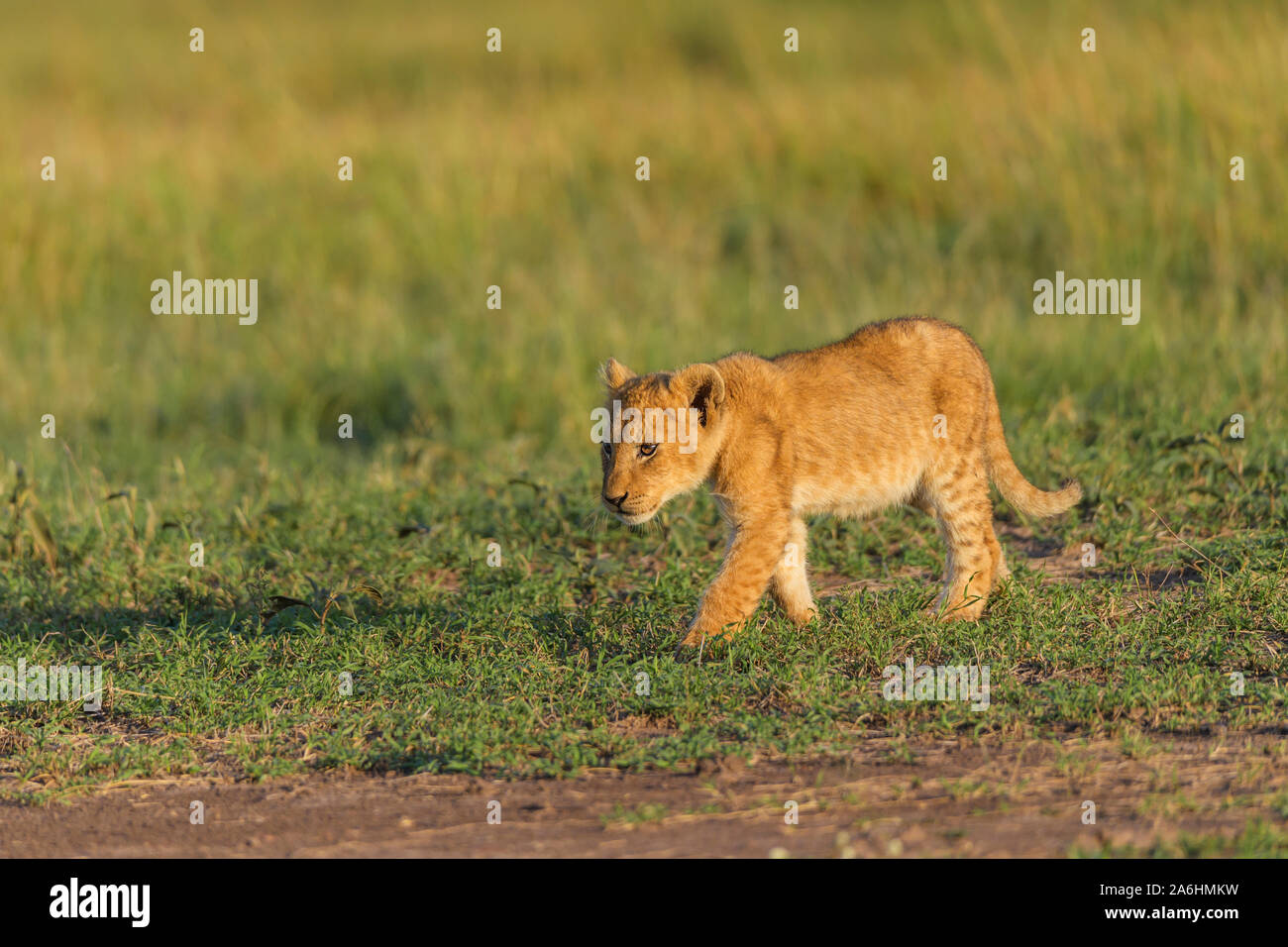 African lion, Panthera Leo, running, Masai Mara National Reserve, Kenya ...
