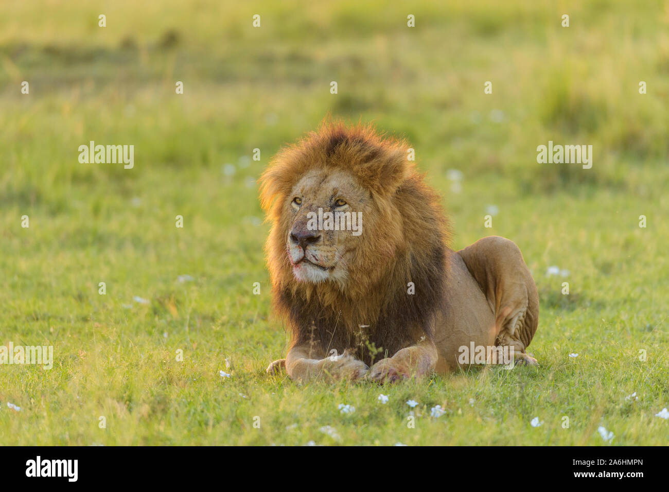 African lion, Panthera Leo, male, Masai Mara National Reserve, Kenya ...