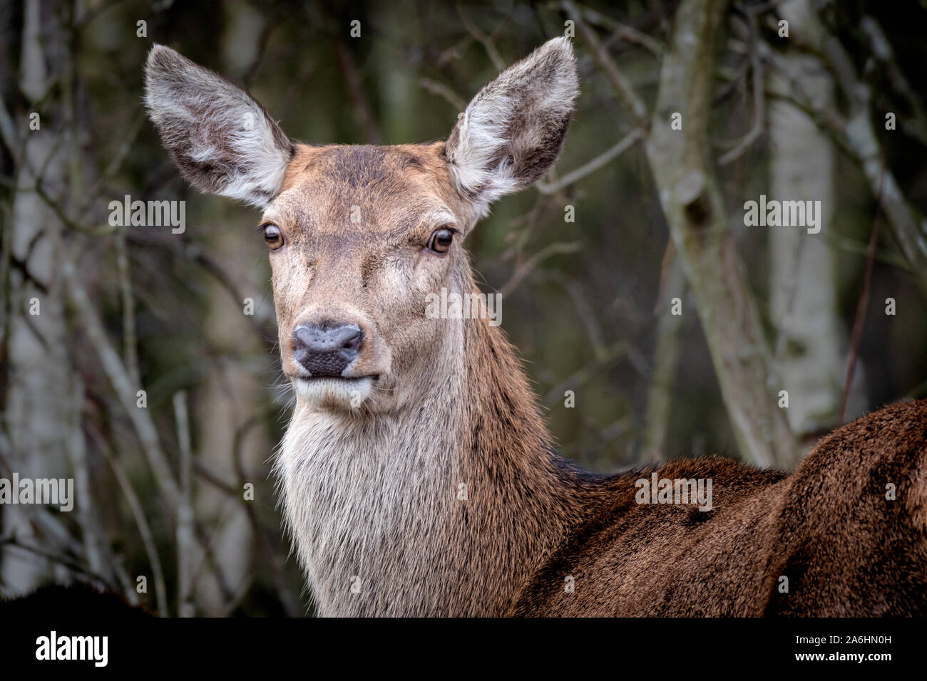a close up  head and shoulder portrait of a female red deer staring forward Stock Photo