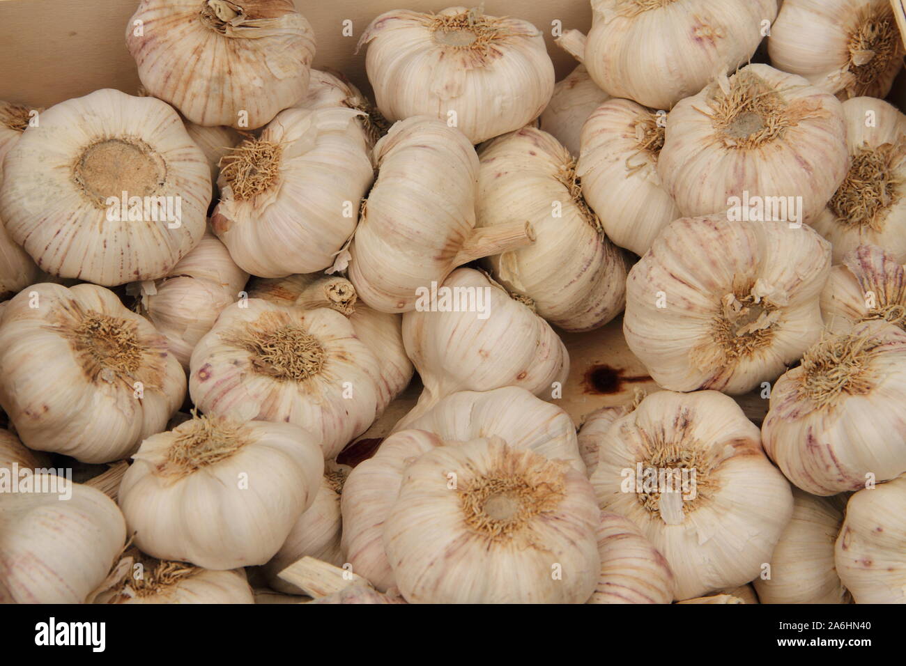 Iconic French Mouli Grater Contemplates Garlic Clove – Prints for