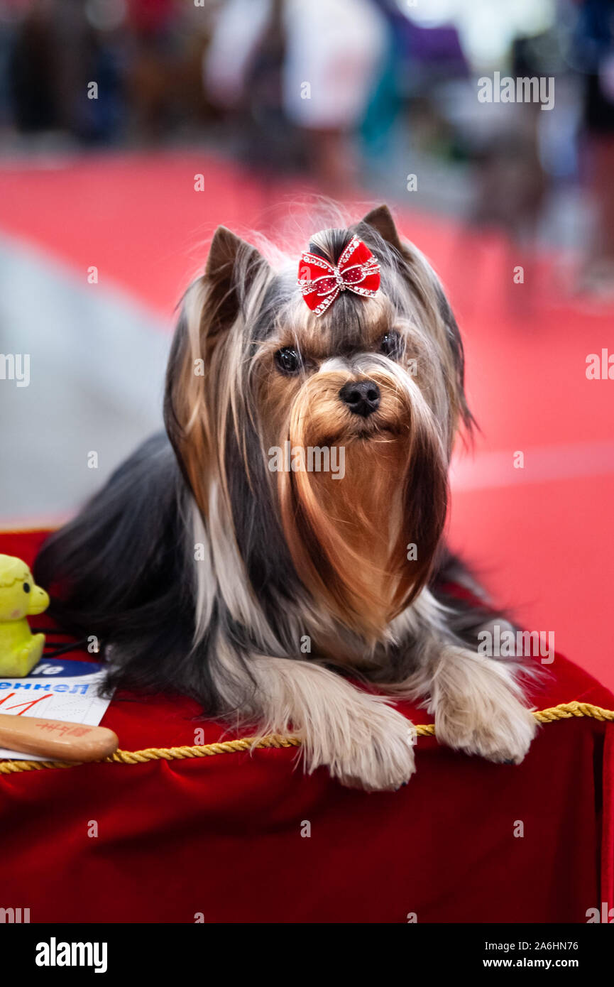 Portrait of a Yorkshire Terrier Show Class at a Dog Show Stock Photo