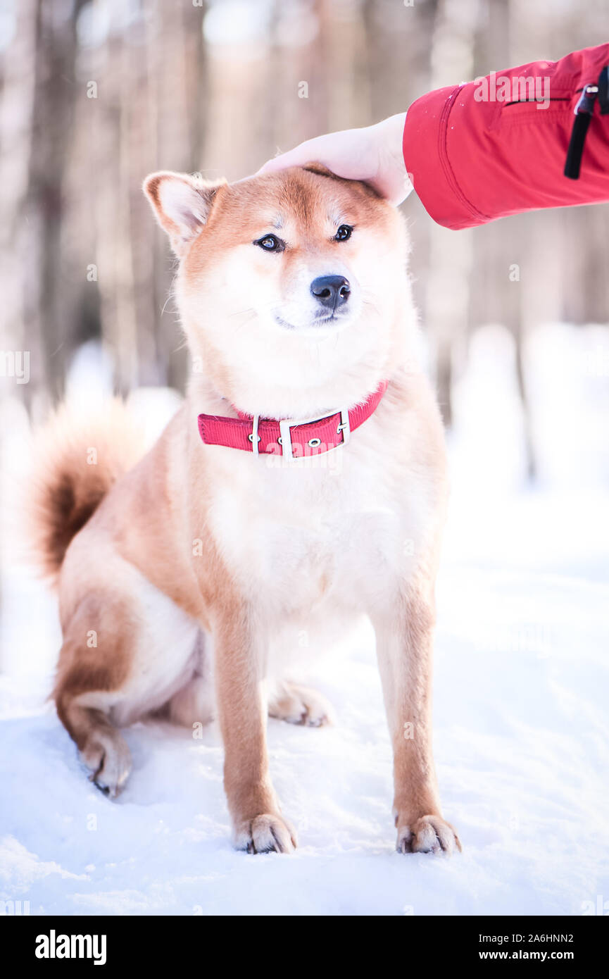 Shiba Dog Happy Stock Photos Shiba Dog Happy Stock Images