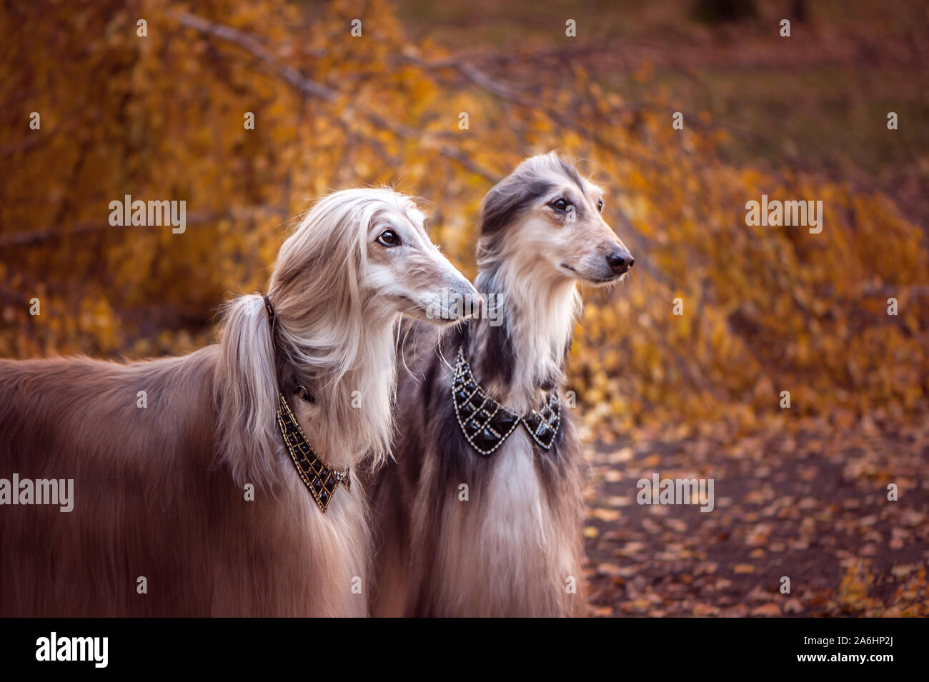 Two magnificent Afghan hounds, similar to medieval lords, with hairstyles  and collars Stylish, gorgeous dogs on the background of the autumn mystical  Stock Photo - Alamy