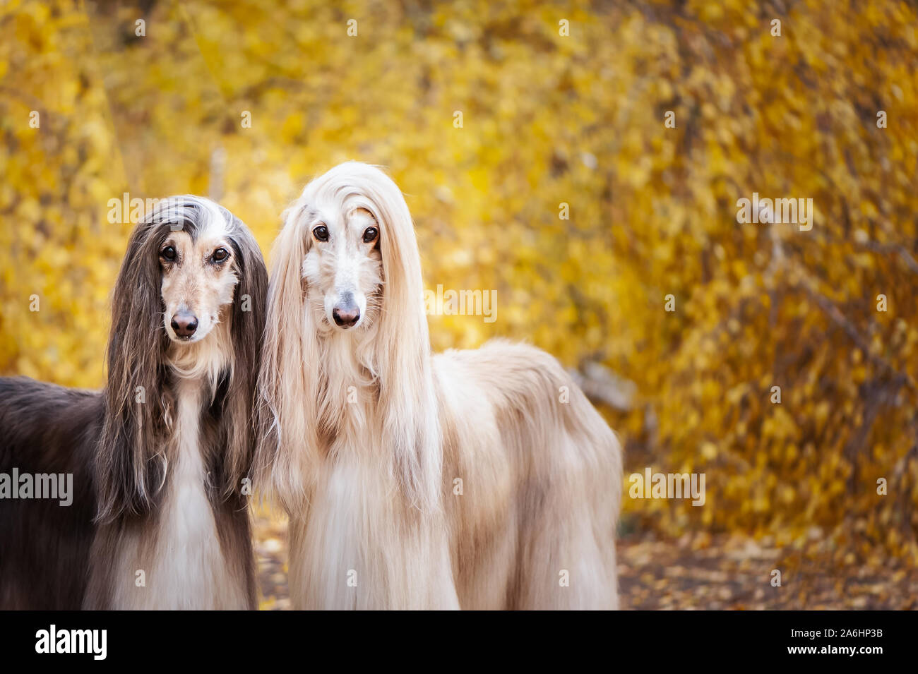 Long Haired Greyhounds High Resolution Stock Photography and Images Alamy