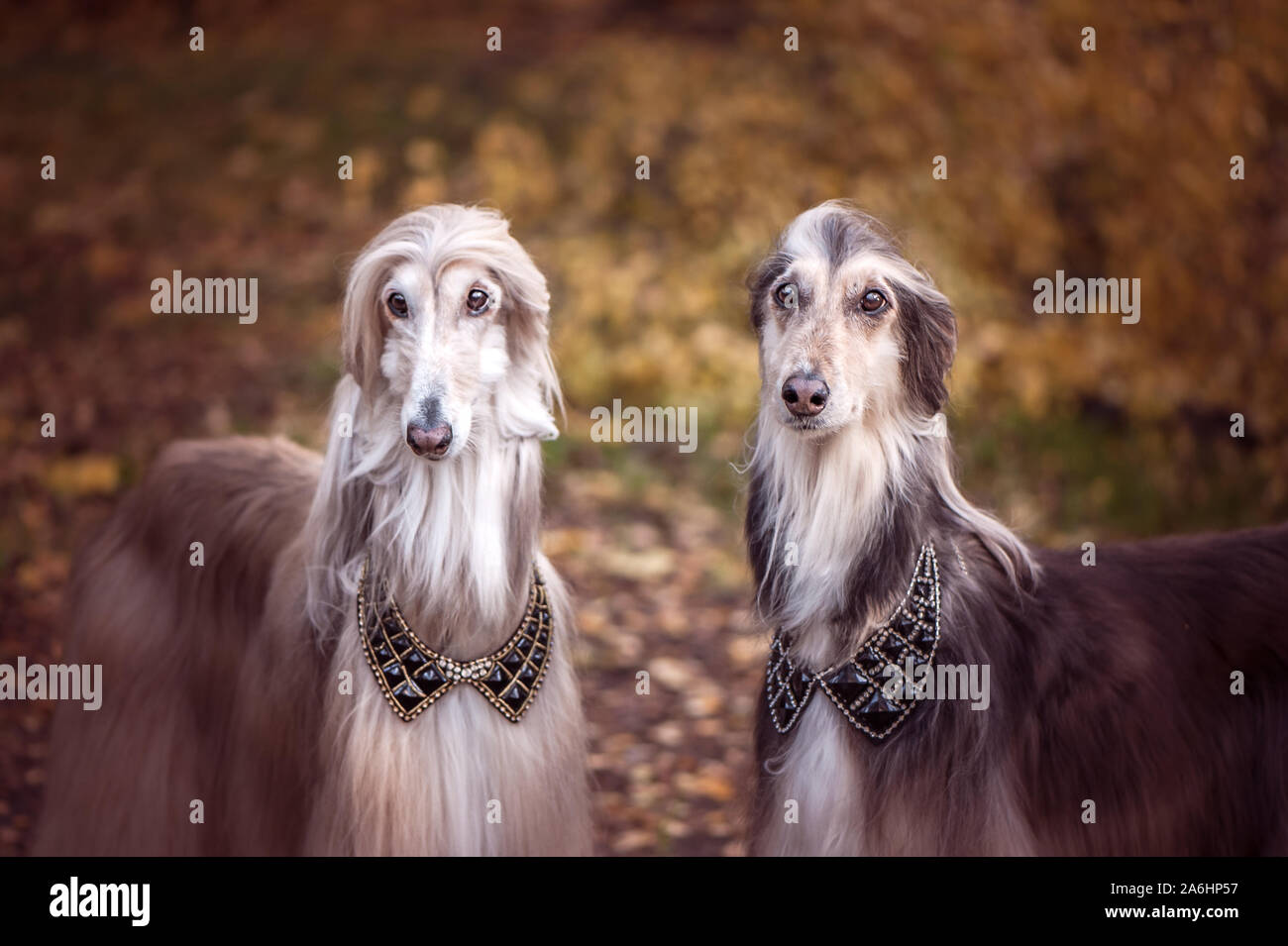 Two magnificent Afghan hounds, similar to medieval lords, with hairstyles  and collars Stylish, gorgeous dogs on the background of the autumn mystical  Stock Photo - Alamy