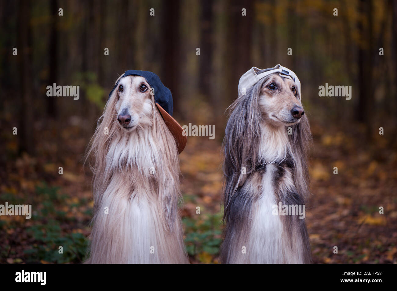 Dogs, Afghan hounds as teenagers, rappers. Dressed in stylish caps, the concept of youth fashion, clothes for dogs Stock Photo