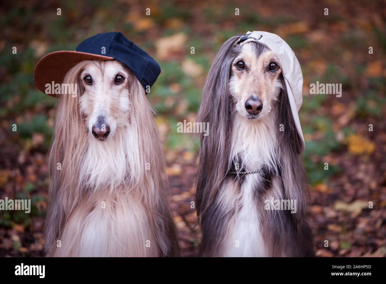 Dogs, Afghan hounds as teenagers, rappers. Dressed in stylish caps, the concept of youth fashion, clothes for dogs Stock Photo