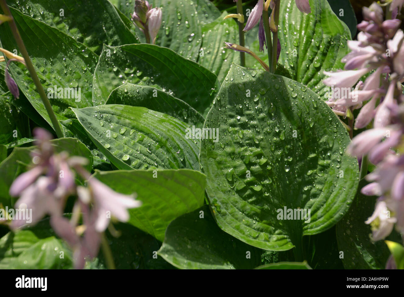 leaves of hosta with droplets of water with lotus effects, purple flowering hosta or hostas with rain drops in summer garden Stock Photo