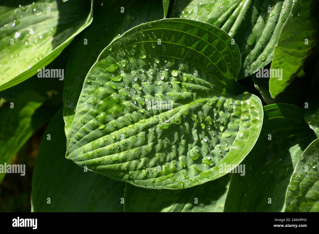 hosta leaf pattern after rain, hosta or plantain lilies leaves with water drops after summer rain Stock Photo