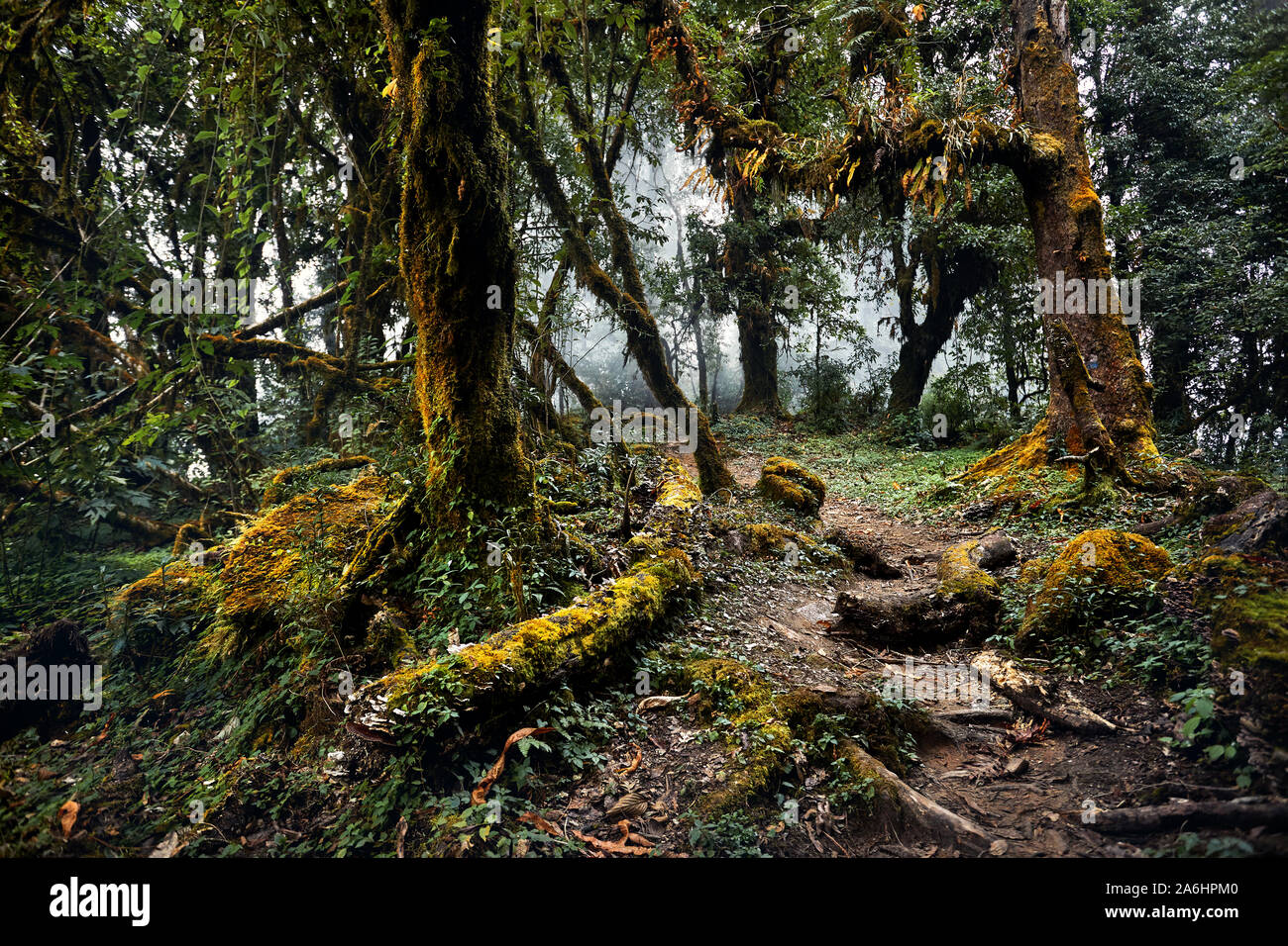 Beautiful landscape of Subtropical foggy forest of Annapurna circuit trek in Nepal Stock Photo