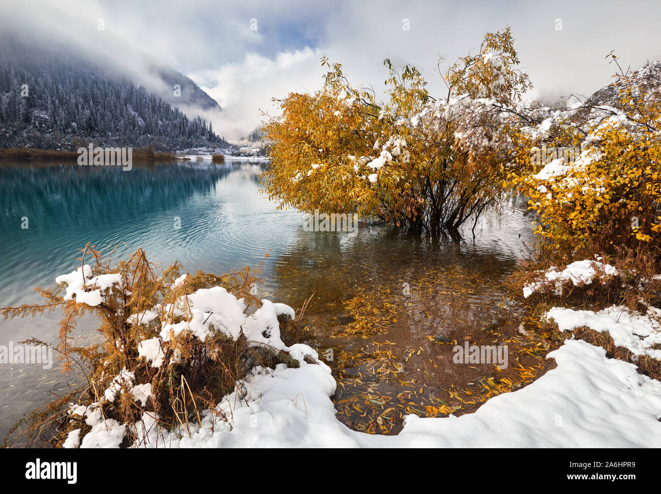 Beautiful yellow tree in the lake Issyk at lakeside with snow at autumn time in Kazakhstan, Central Asia Stock Photo