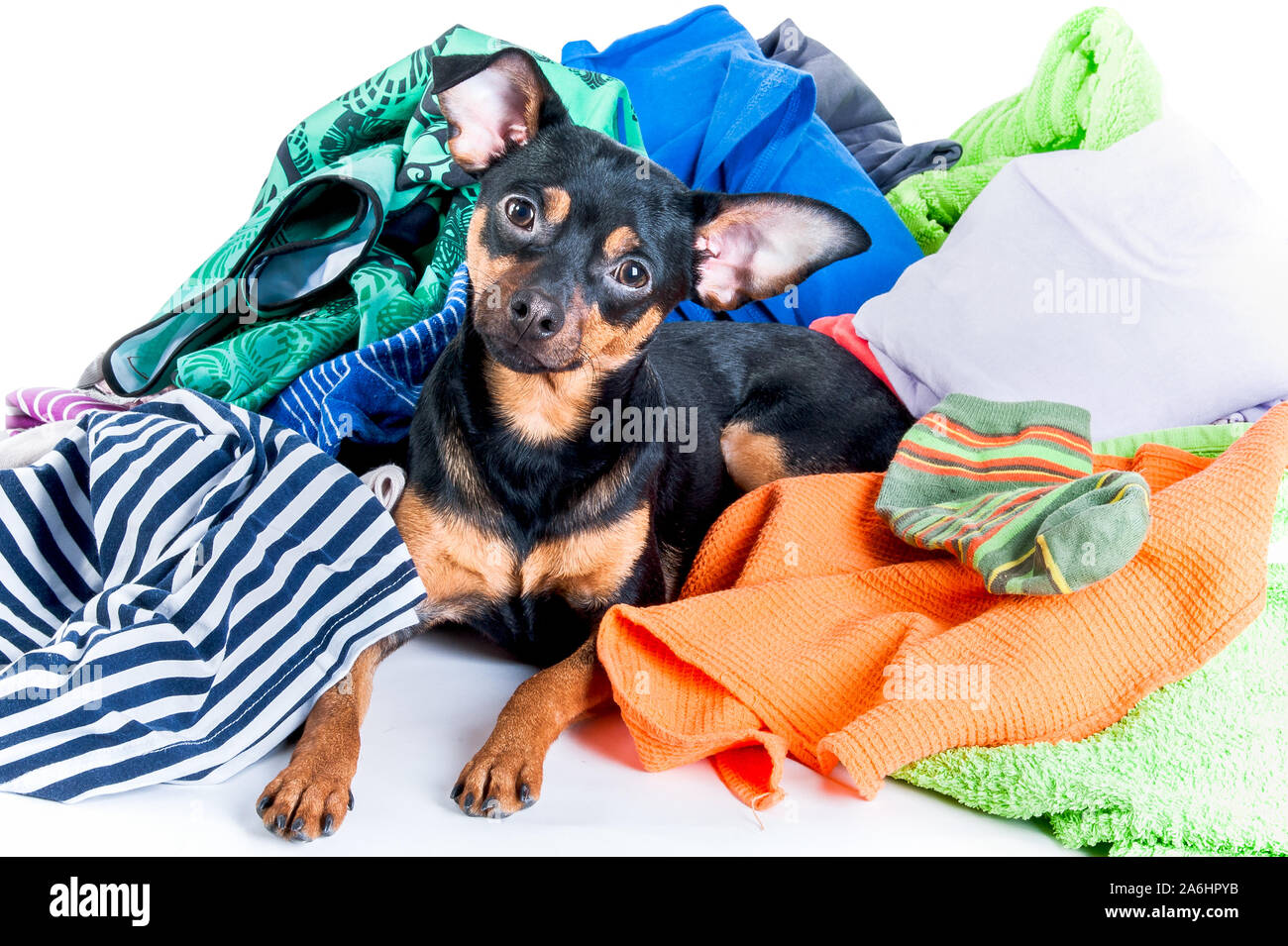 Dog mess. Dog, puppy, toy Terrier made a mess of the clothes. On a white background Stock Photo