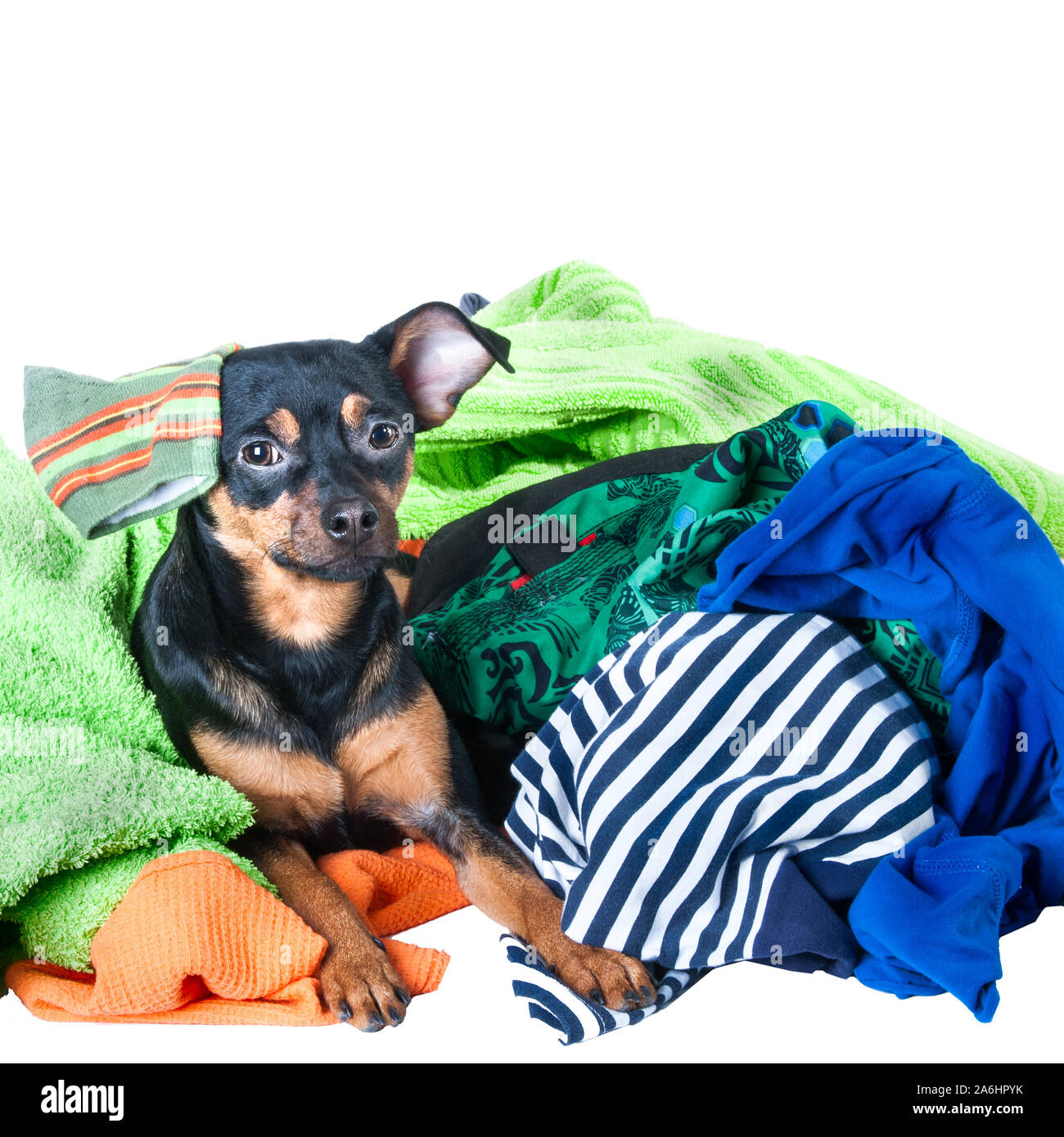 Dog mess. Dog, puppy, toy Terrier made a mess of the clothes. On a white background Stock Photo