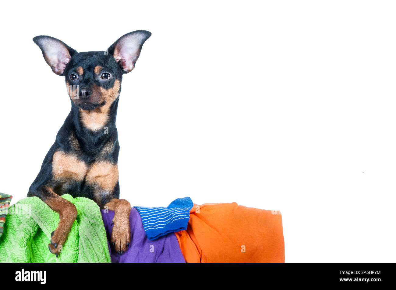 Dog mess. Dog, puppy, toy Terrier made a mess of the clothes. On a white background Stock Photo