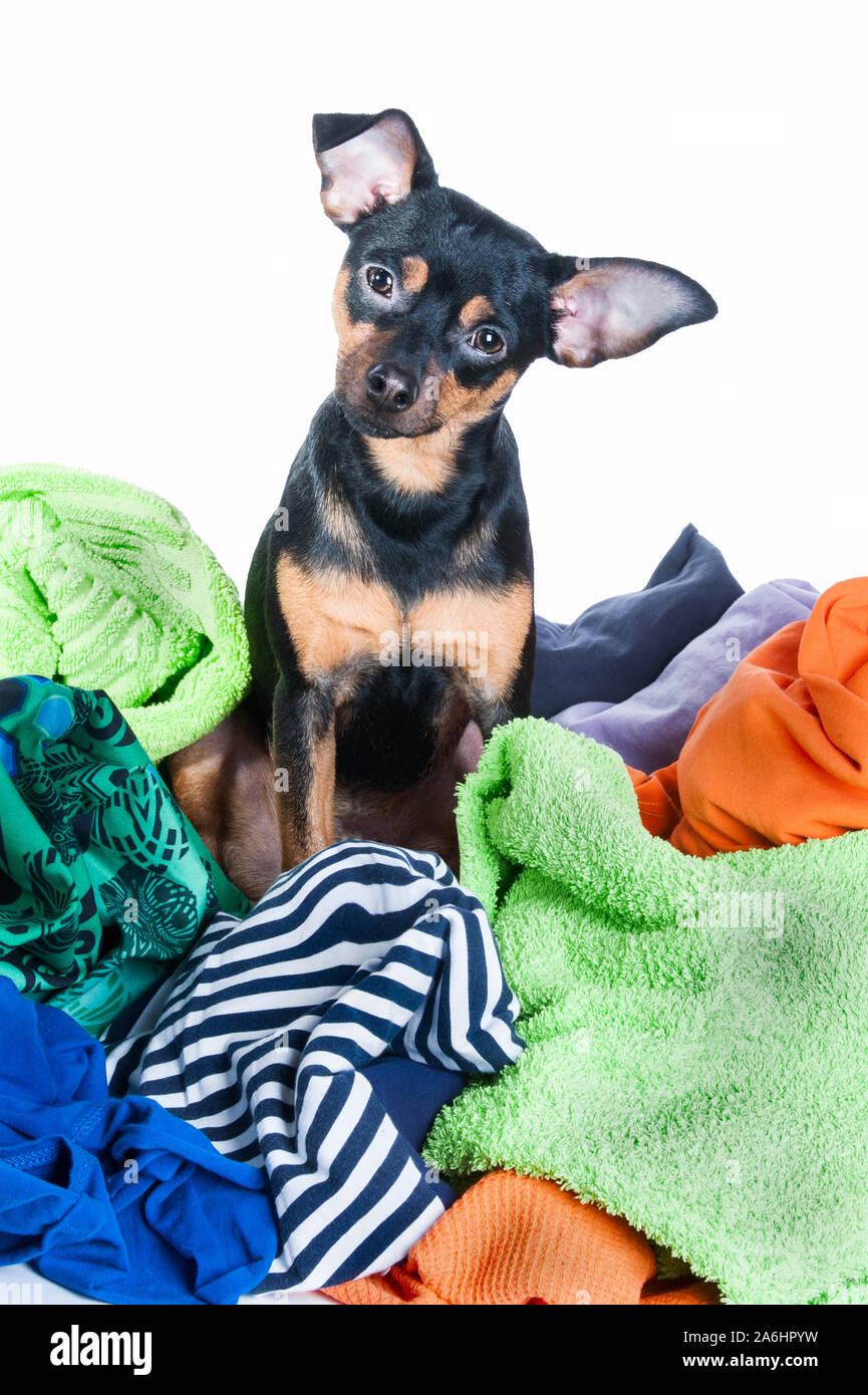 Dog mess. Dog, puppy, toy Terrier made a mess of the clothes. On a white background Stock Photo