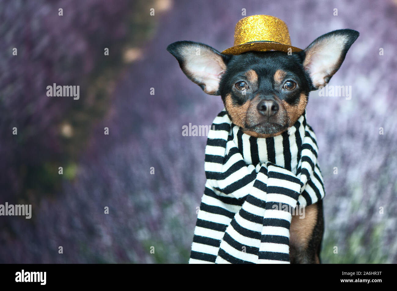 Funny puppy in the image of a French mime, a comedian. France Paris. Portrait of a dog in a hat and scarf on the background of a lavender field. A tra Stock Photo
