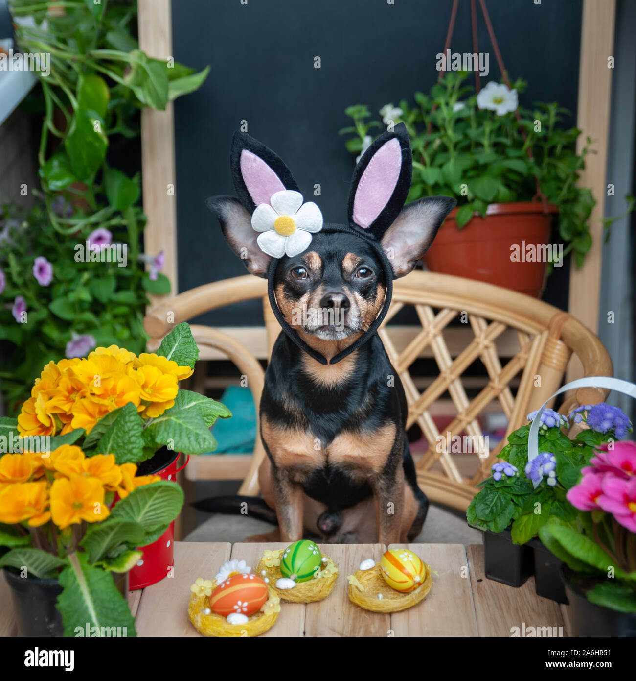 Dog dressed as an Easter bunny in a hat and scarf surrounded by flowers, the theme of spring and summer and Easter Stock Photo