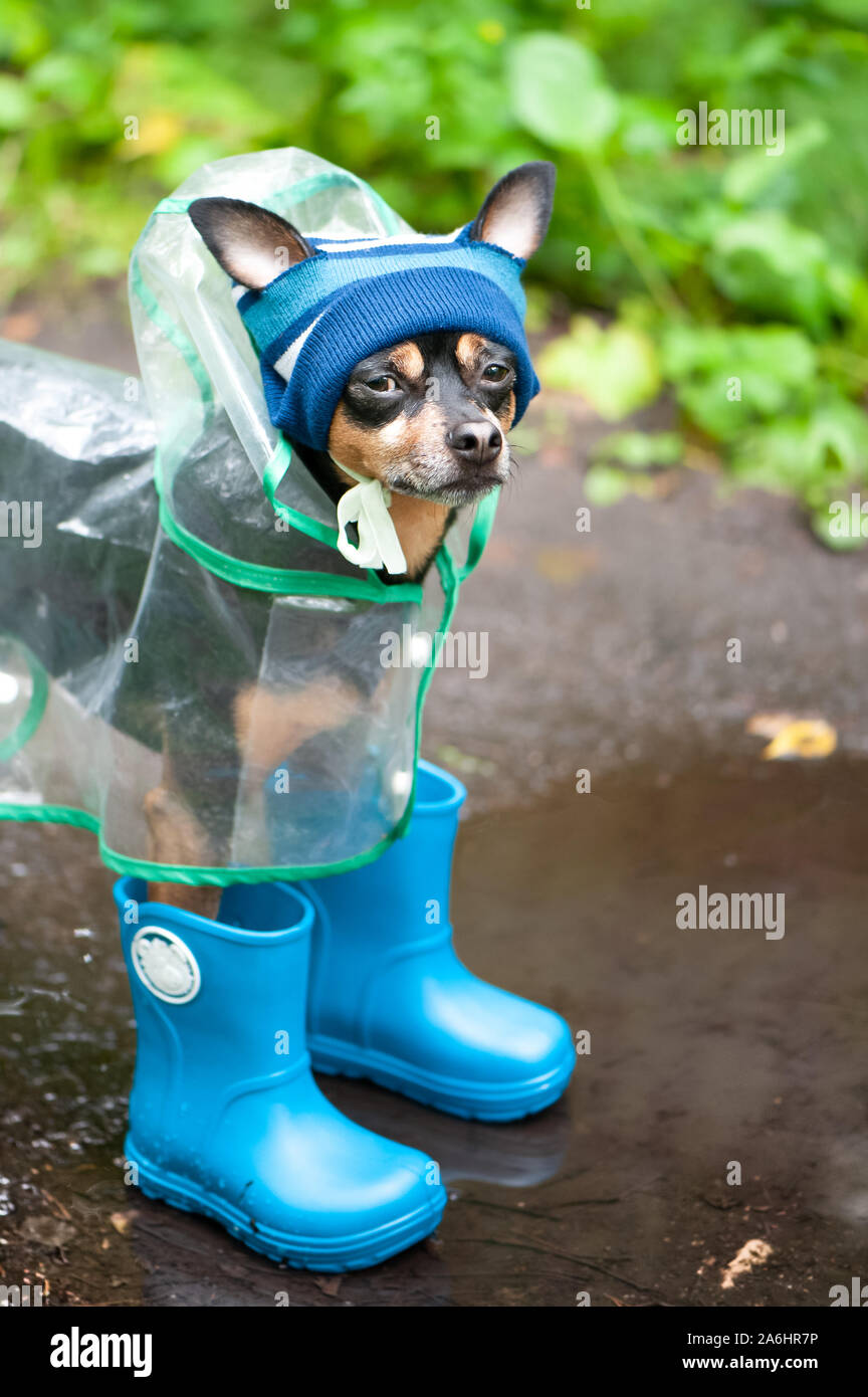 Funny dog in a cap and rubber boots standing in a puddle on a