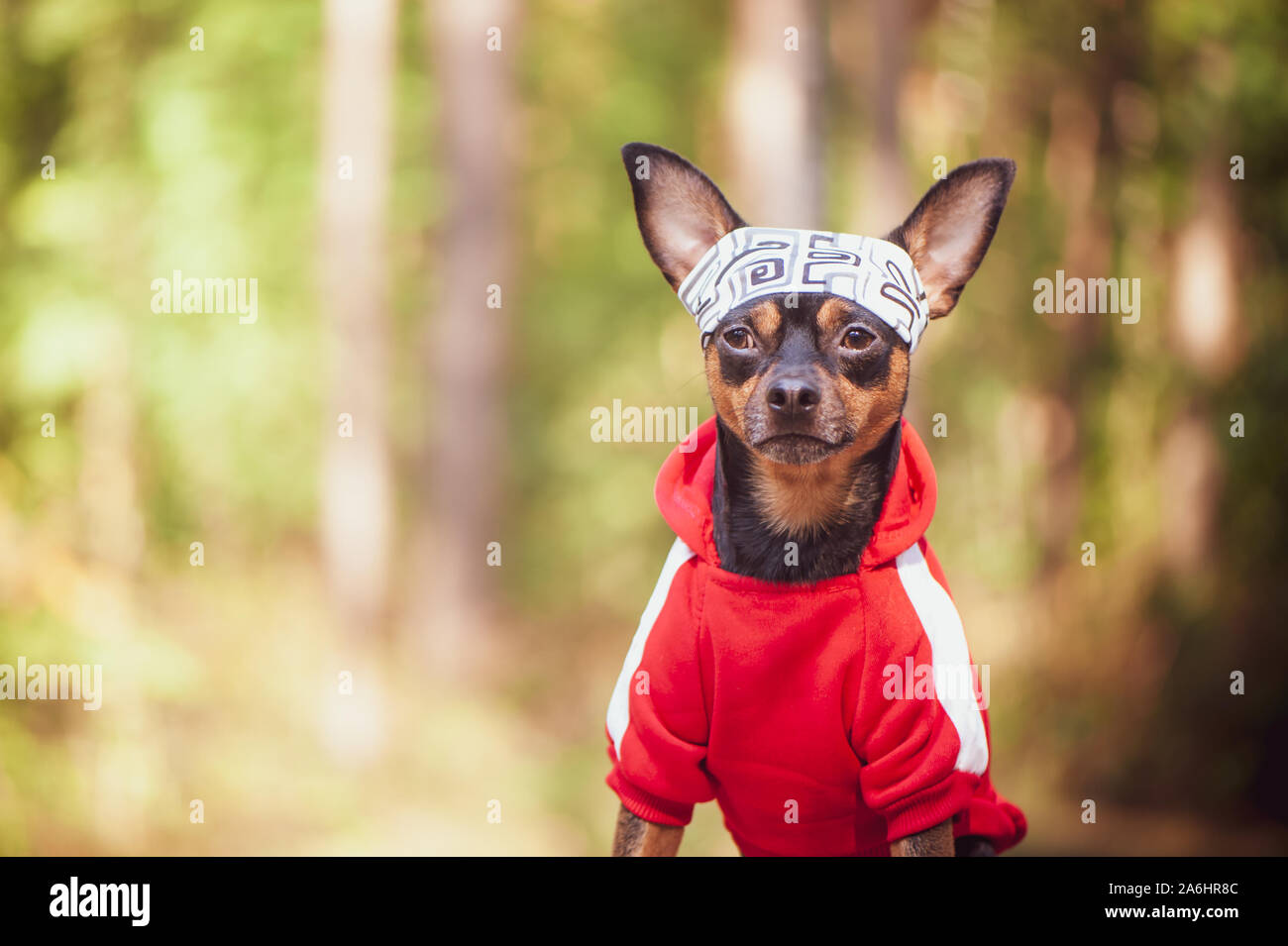 Fitness dog . Dog in sports clothes on a natural summer, autumn