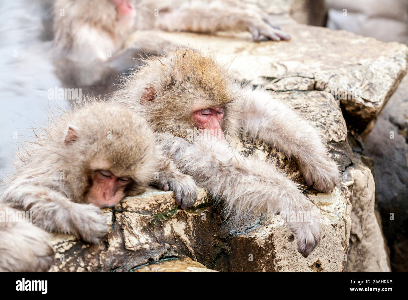 Group of Snow monkeys sleeping in a hot spring. Jigokudani Monkey Park in Japan, Nagano Prefecture. Cute Japanese macaques sitting in onsen Stock Photo