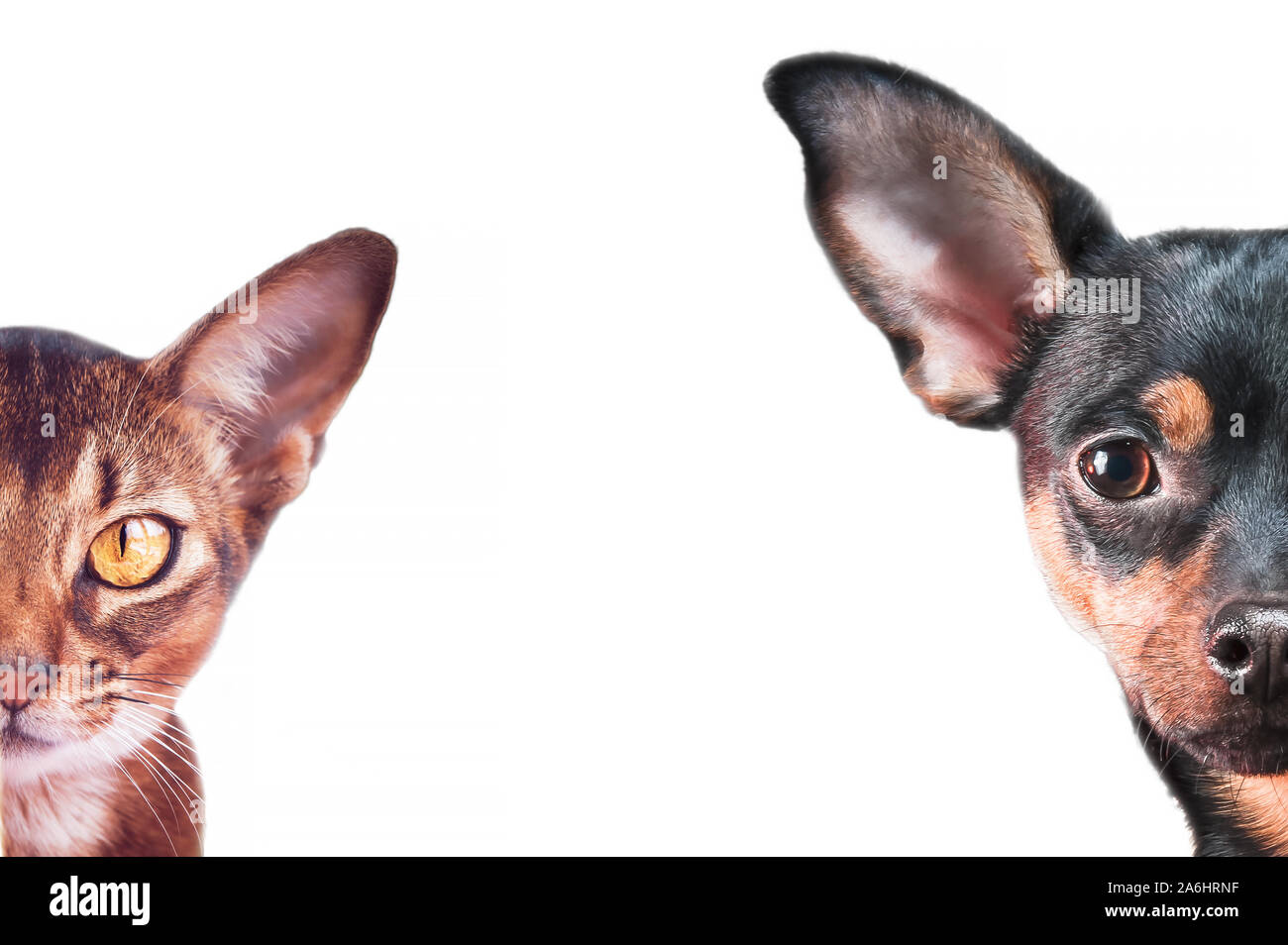 Stylish dog and cat portraits isolated on white, background, space for text,  Abyssinian cat  and toy terryer close up Stock Photo
