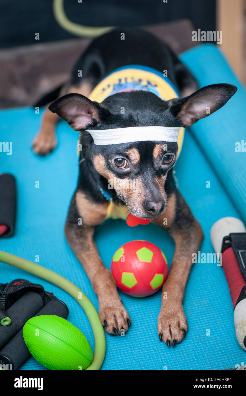 Pet Fitness , sport and lifestyle concept. Funny dog in sportswear in ...