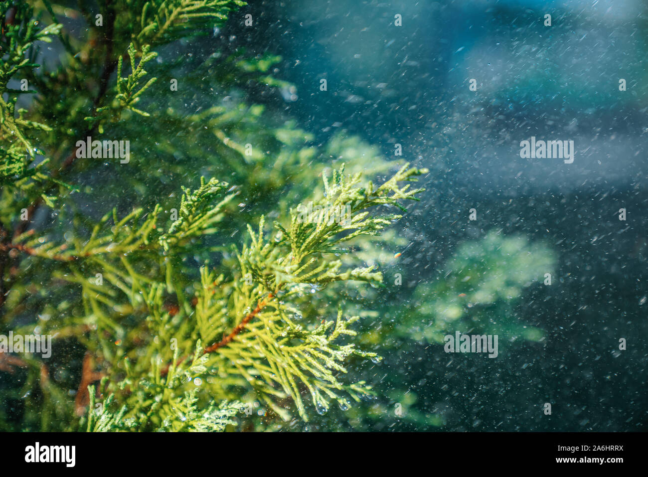 Raindrops are hanging on tree branch in the beautiful forest. Stock Photo