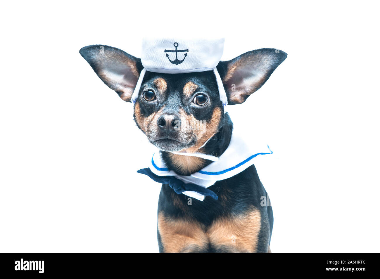 dog sailor suit