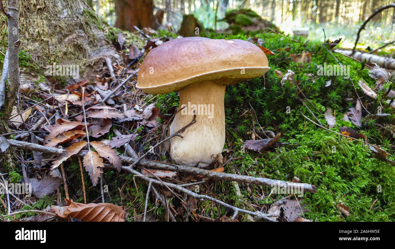 Edible forest mushroom Boletus Edulis or porcini fungus Stock Photo