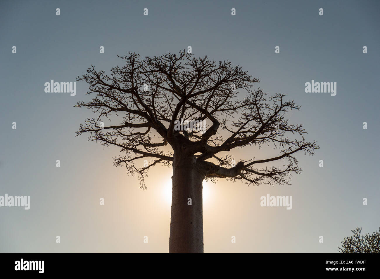 Single Baobab tree against the evening sun Stock Photo