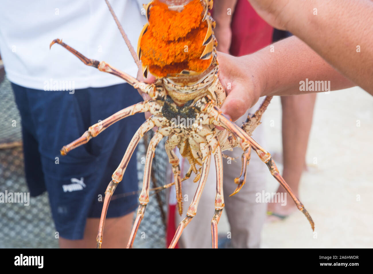 A man unloads freshly caught spiny lobster during the regular season