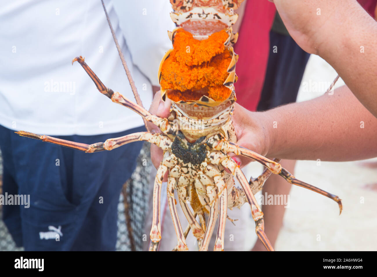 A man unloads freshly caught spiny lobster during the regular season