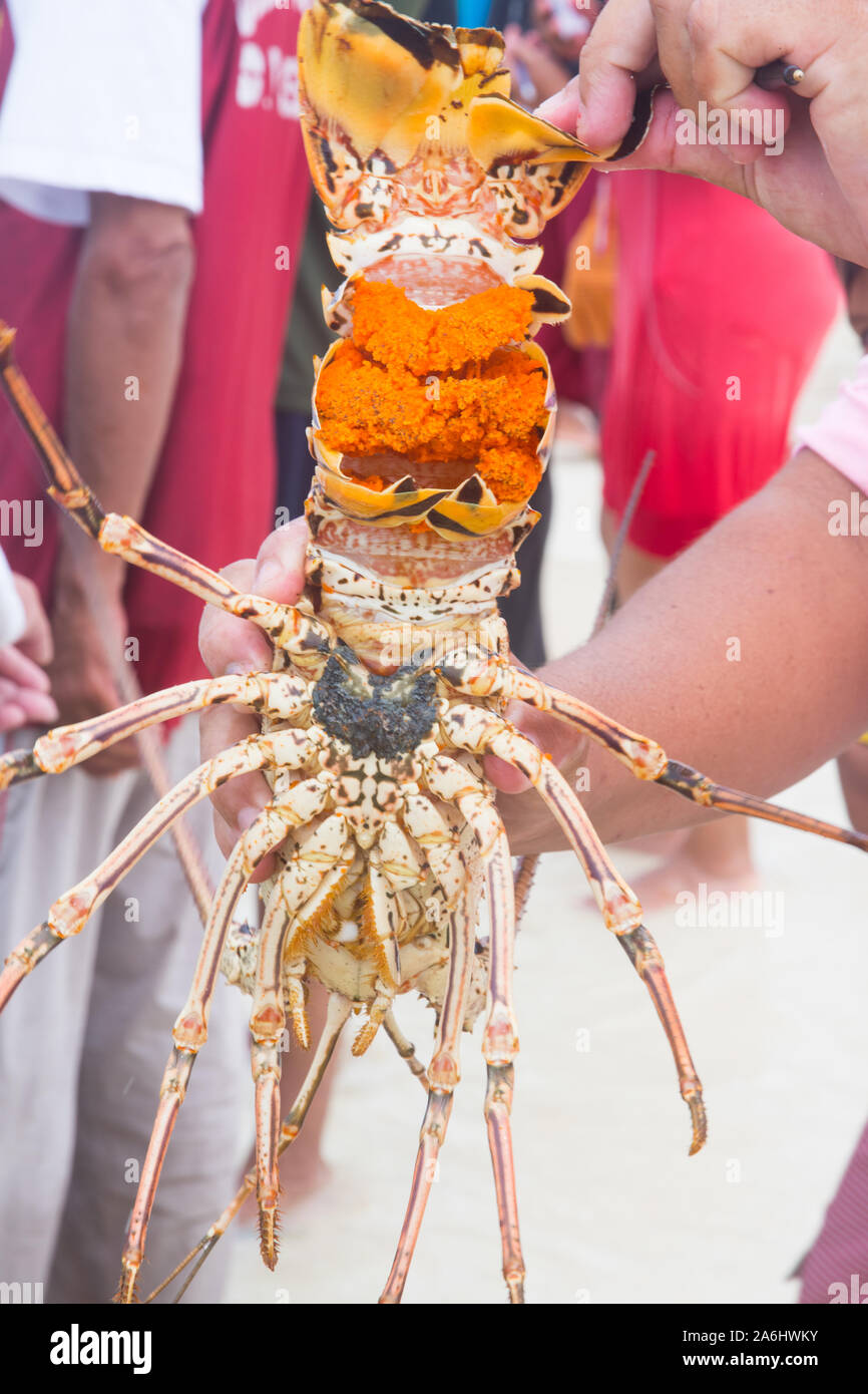 A man unloads freshly caught spiny lobster during the regular season