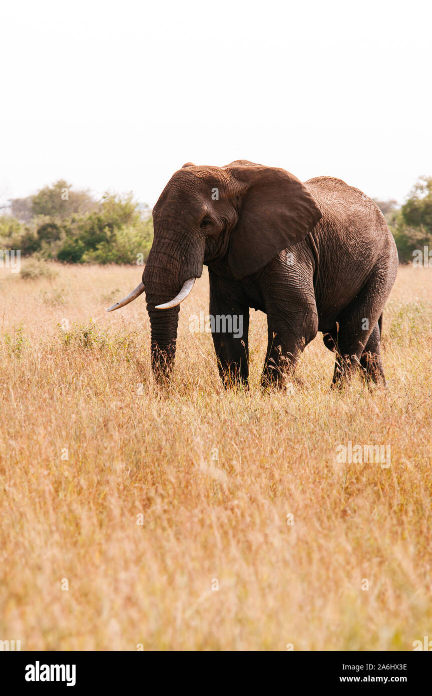 One Big African elephant in golden grass field of Serengeti Grumeti reserve Savanna forest - African Tanzania Safari wildlife trip during great migrat Stock Photo