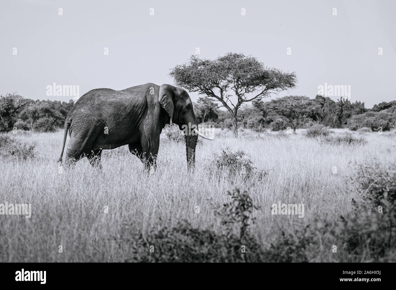 Big African elephant in golden grass field of Serengeti Grumeti reserve Savanna forest - African Tanzania Safari wildlife trip during great migration Stock Photo