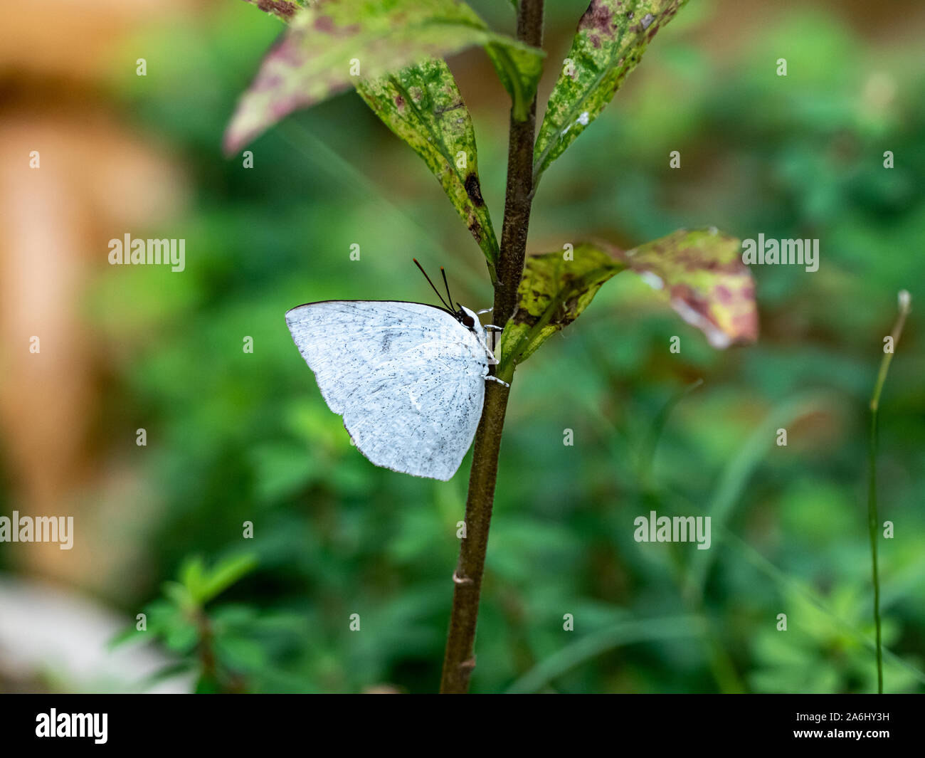 An angled sunbeam butterfly, curetis acuta, rests on the side of a small plant stem in a Japanese park. Stock Photo