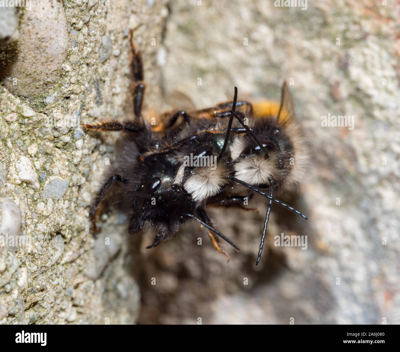 Mating bees hires stock photography and images Alamy