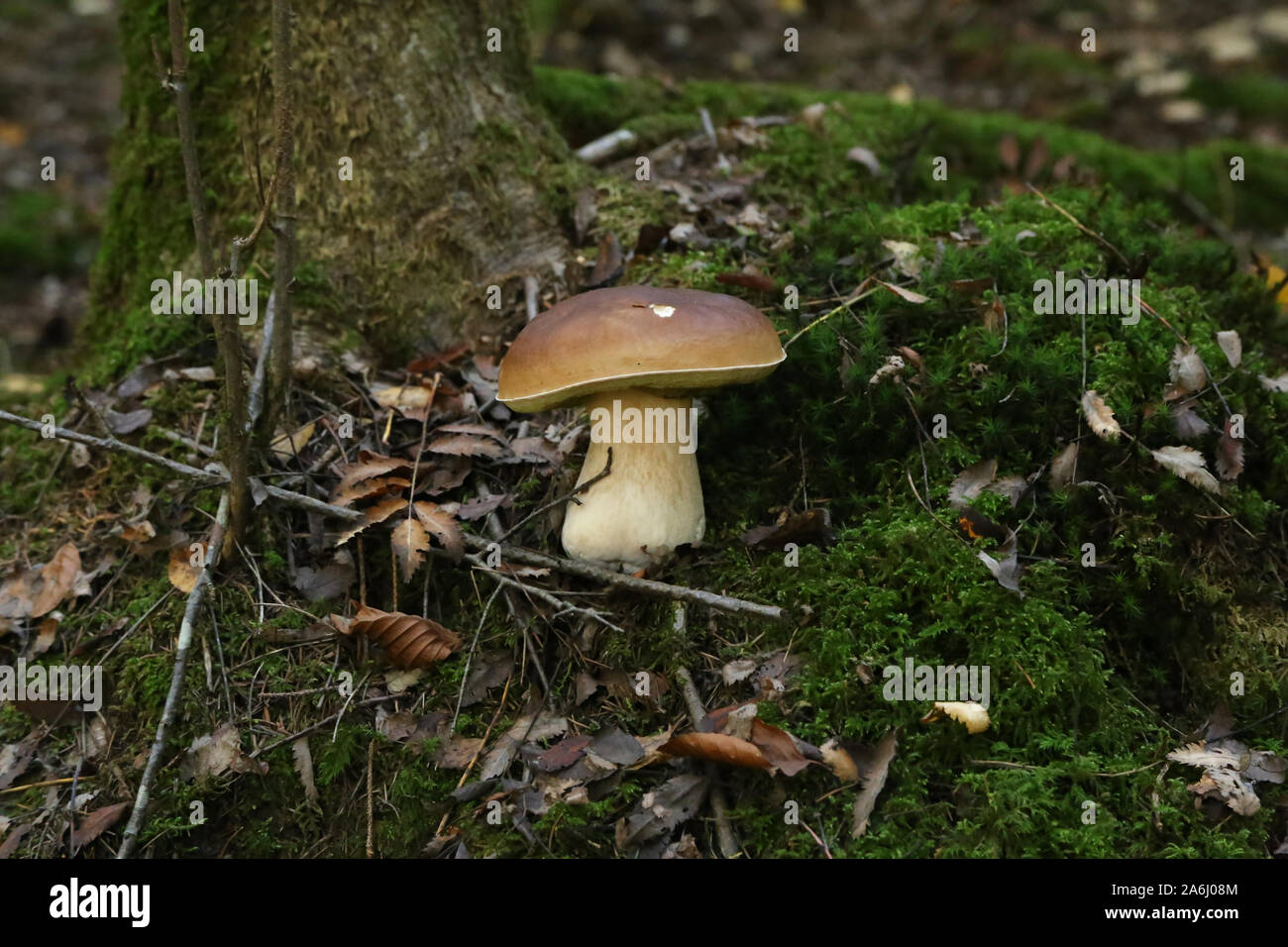 Edible forest mushroom Boletus Edulis or porcini fungus Stock Photo