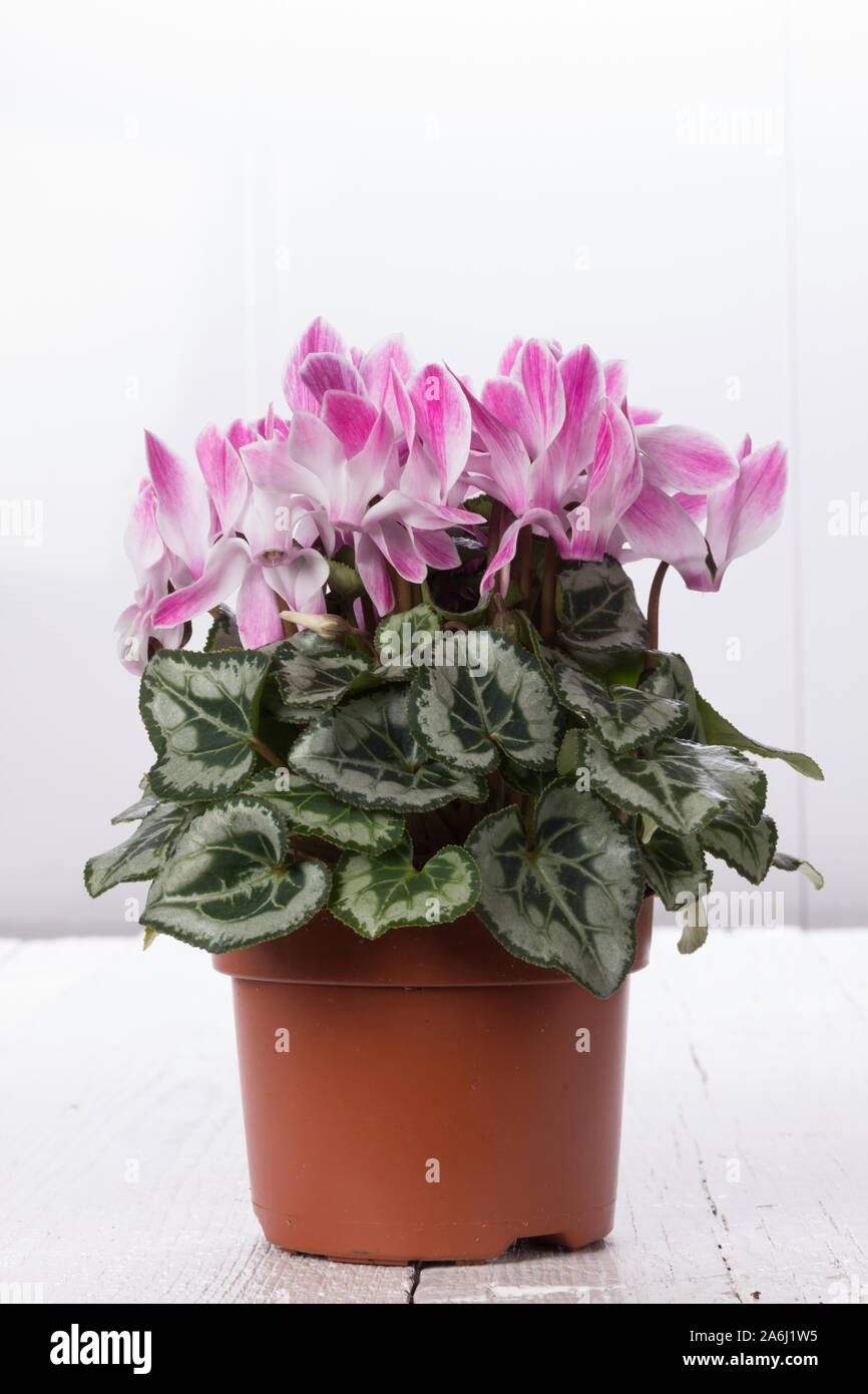 Fresh pink cyclamen on a light coloured  background Stock Photo