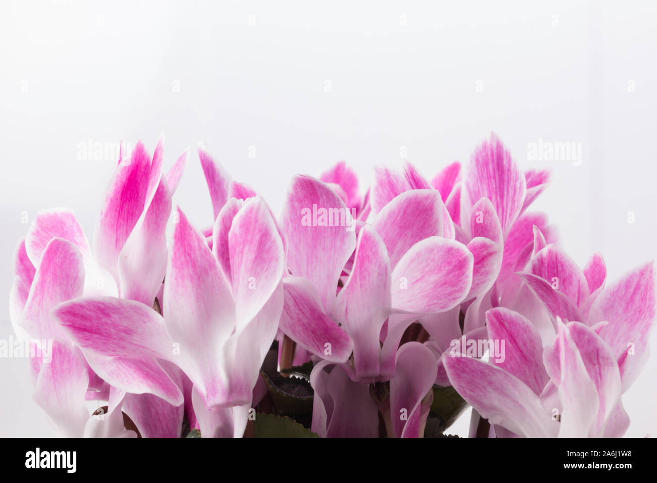 Fresh pink cyclamen on a light coloured  background Stock Photo