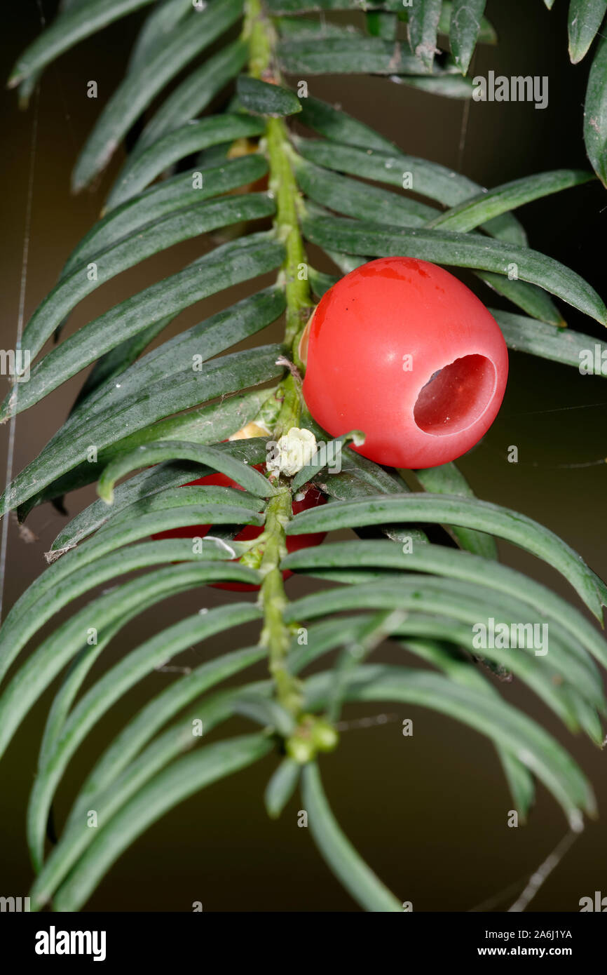 Common Yew - Taxus baccata  Red Berry & Leaf Stock Photo