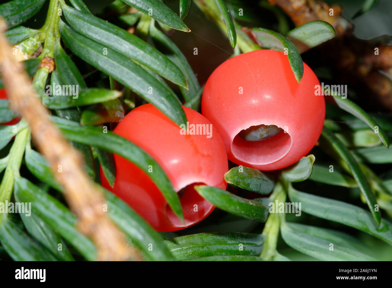 Common Yew - Taxus baccata  Two Red Berries Stock Photo
