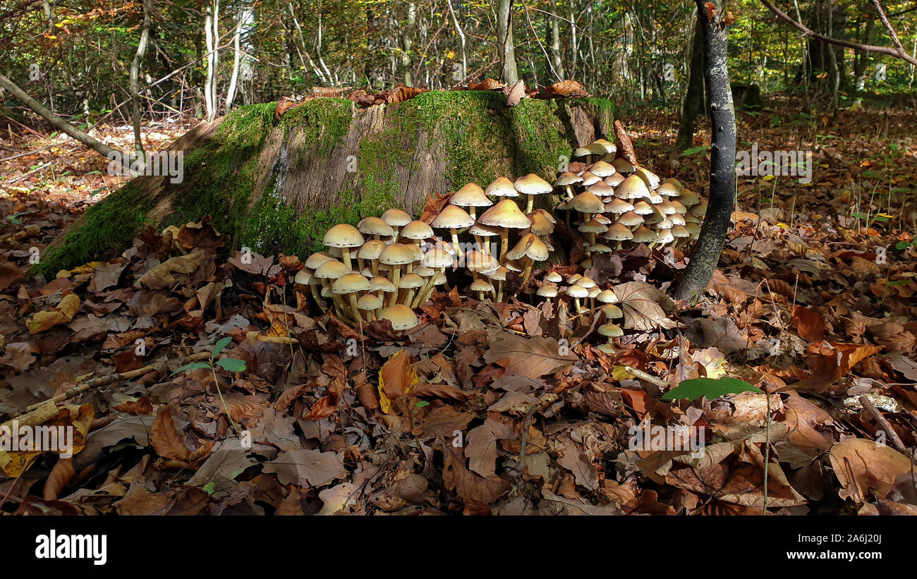 Small mushrooms grow in the forest on a stump Stock Photo - Alamy