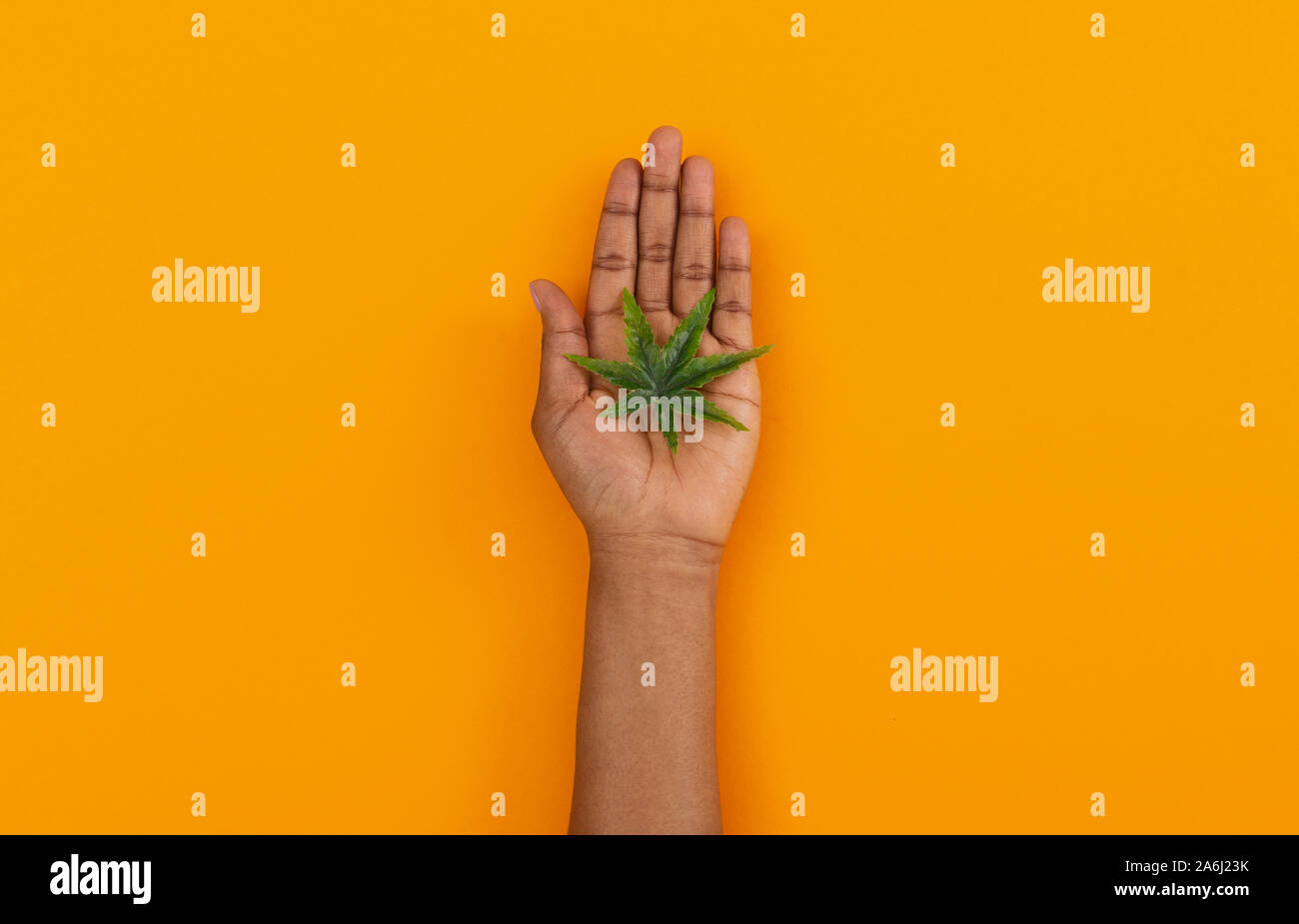 Cannabis leaf in black woman's open palm over orange background Stock Photo